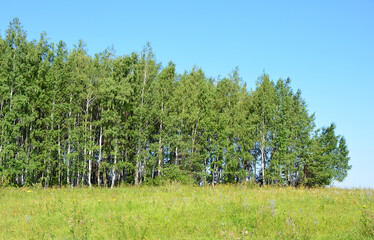 Fototapeta premium a row of green birch trees with blue sky copy space