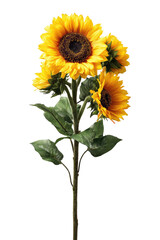 Fototapeta premium Bright yellow sunflowers with dark centers, green leaves, and stem isolated on black