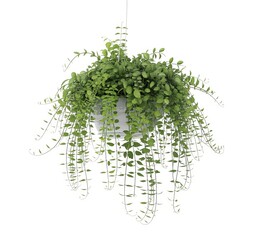 Fototapeta premium Green trailing plant in a white hanging pot with delicate vines and small leaves hanging plant green plant