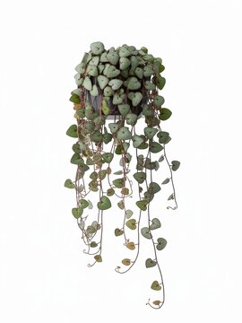 Hanging string of hearts plant with heart shaped leaves and trailing vines senecio rowleyanus ceropegia woodii