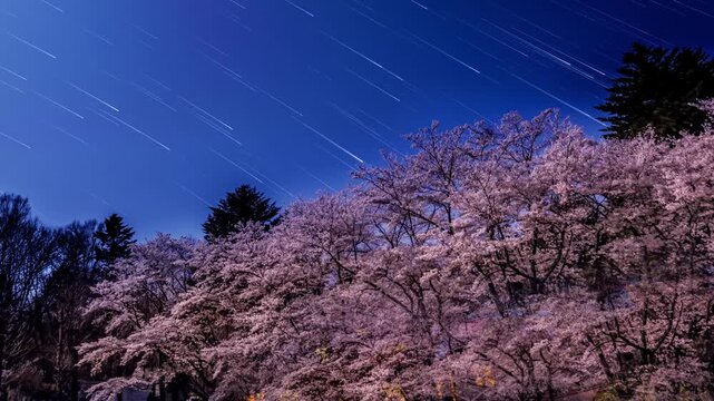 月光に照らされた桜とスタートレイル_01