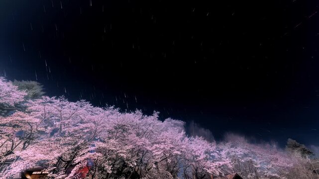 月光に照らされた桜とスタートレイル_02