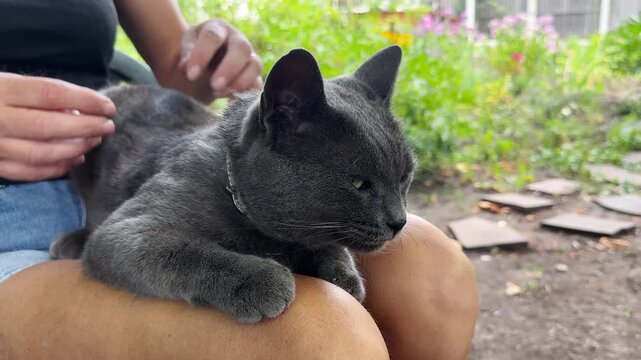 Close up of female arms strokes cute gray cat lying on her knees outdoor. Hands of woman petting adorable domestic kitten at garden. Concept of care and love to animal. Slow motion