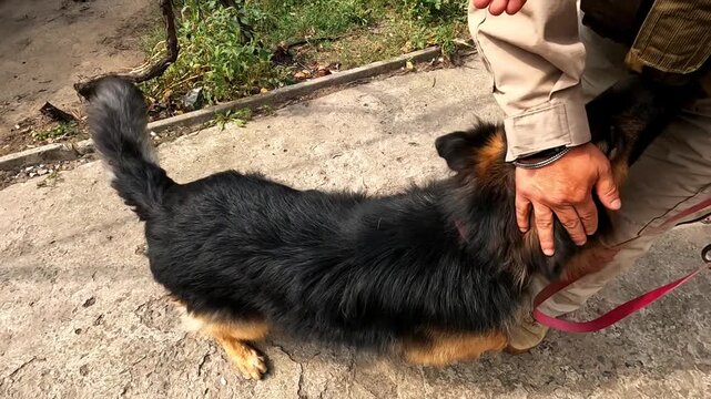 Male hand of volunteer gently stroking a stray dog in Donbas. Rescue workers saving animals from frontline city in Ukraine. Kind people evacuating homeless pets and taking to safe places. POV