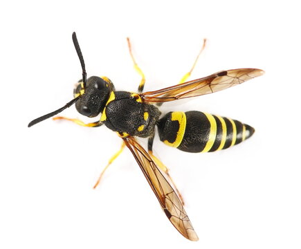 European potter wasp or European tube wasp, Ancistrocerus gazella, isolated on white, clipping path, top view