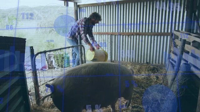 Farm worker pouring yellow bucket feed into pen for pig, animated blue charts updating feed percent