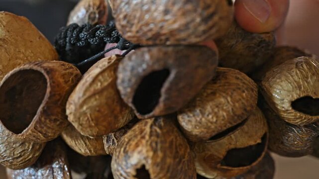 Extreme Close Up of Nut Shell Rattle Details