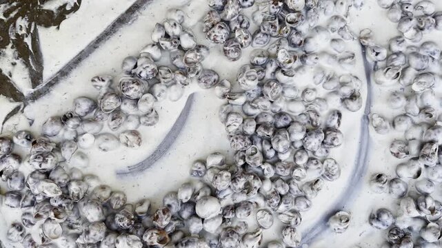 Top view on male hand in glove stirs snails shells in creamy sauce with long spoon during cooking process in restaurant kitchen. The snails simmer gently on metal cooking surface coated in rich sauce