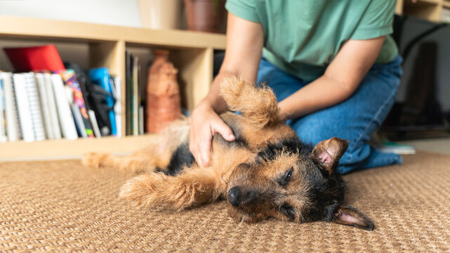 Dog enjoying pet from owner hand on carpet. Adorable terrier dog relaxing on a natural fiber carpet, receiving gentle pets from its owner's hand in a cozy home