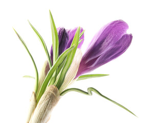Fototapeta premium Beautiful purple crocus flowers isolated on white
