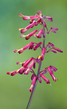 Flower head of red buckeye tree (Aesculus pavia) in early spring in central Virginia. Flowers are an excellent hummingbird attractant.