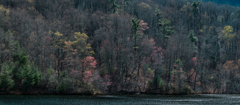 Spring trees in bloom and with emerging leaves along the southern shore of the Charlottesville Reservoir in Sugar Hollow, just east of the Blue Ridge Mountains.