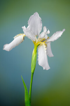 Blossom of Japanese roof iris (Iris tectorum) in garden in central Virginia in spring.