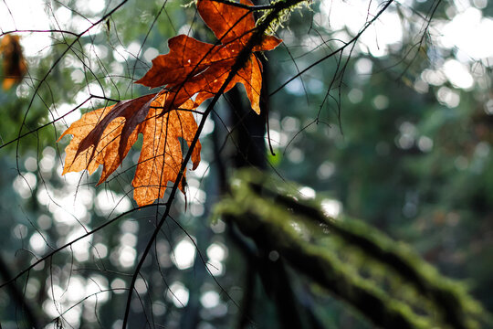 Bigleaf Maple Leaves Rest On Fir Branches