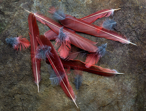 Wing and body feathers of a male northern cardinal (Cardinalis cardinalis) left behind after predation by a Cooper's hawk (Astur cooperii) in backyard in central Virginia
