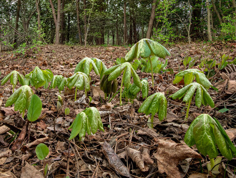 Mayapples (Podophyllum peltatum} are a North American herbaceous perennial. Other common names:  American mandrake, wild mandrake, and ground lemon.