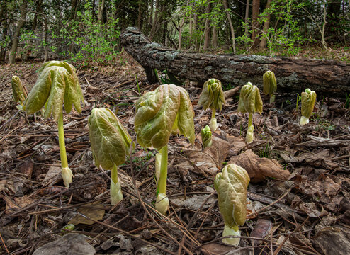 Mayapples (Podophyllum peltatum} emerging in spring. A North American herbaceous perennial. Other common names:  American mandrake, wild mandrake, and ground lemon.