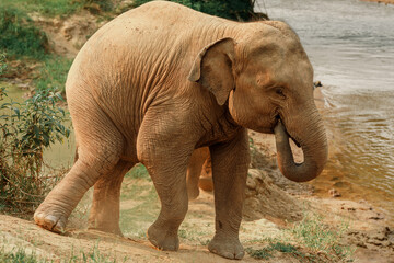 Fototapeta premium Thai elephant enjoying a dust bath in the afternoon sun, showcasing natural animal behavior.