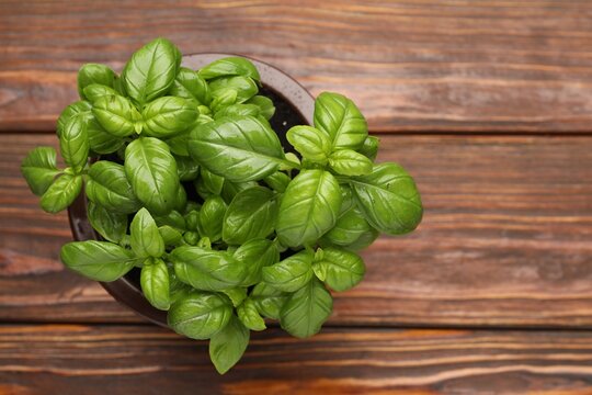 Aromatic basil growing in pot on wooden table, top view. Space for text