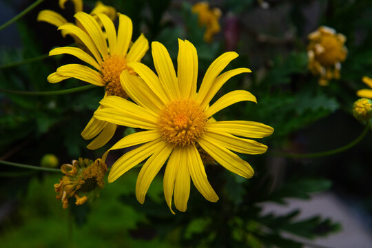Vibrant Yellow Euryops Daisies Blooming in a Green Spring Garden