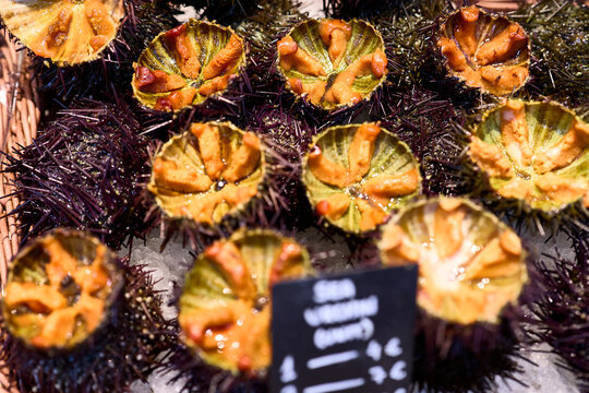 Sea urchins. Tray of prepared sea urchins in a market stall's display window.