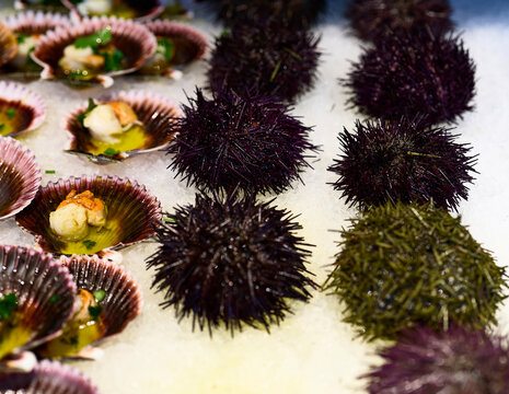 Scallops and sea urchins. Tray of prepared seafood in a market stall's window display.