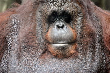 Orangutan in Bangkok zoo. © Mohammad