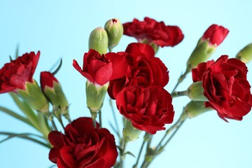 Obraz premium Beautiful red carnation flowers on light blue background, closeup