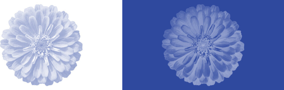 Zinnia Flower Head in Blue Cyanotype Aesthetic for Bold Garden Botanical Design