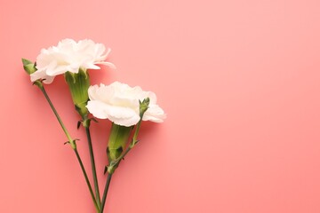 Fototapeta premium Beautiful carnation flowers on pink background, flat lay. Space for text