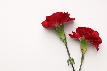 Fototapeta premium Beautiful carnation flowers on white background, flat lay. Space for text
