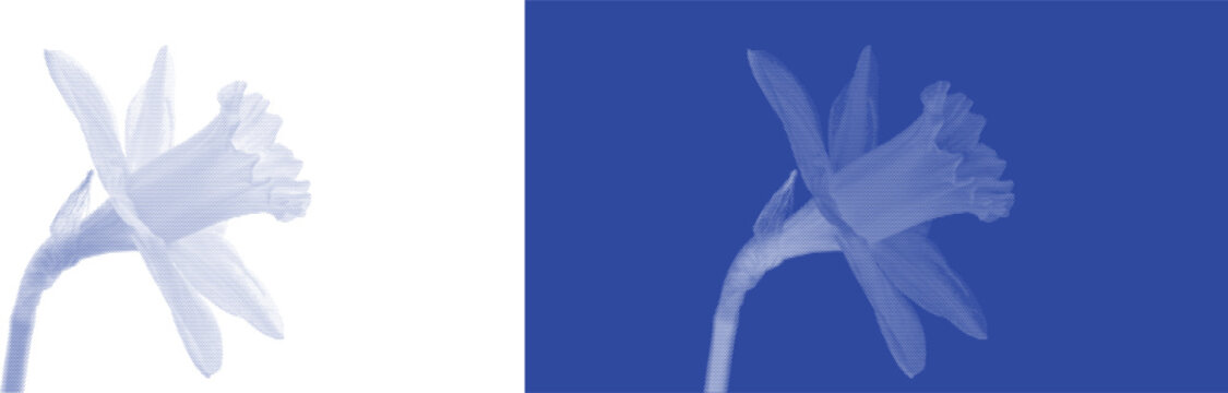 Spring Daffodil Bloom in Blue Cyanotype Artistic Botanical Print
