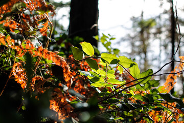 Fototapeta premium Dead Bracken And Evergreen Salal