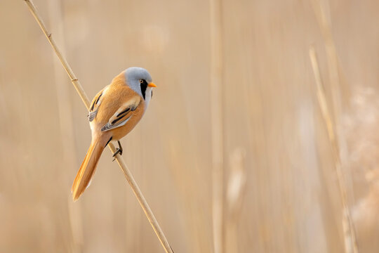 Male Bearded Reedling (Panurus biarmicus) perched on a reed stalk.