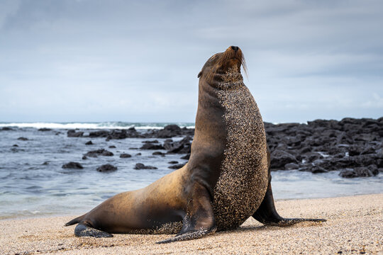 Sea Lion Posing on Playa Loberia Beach
