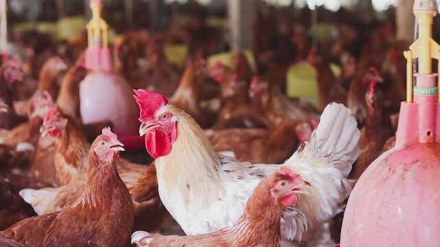 Close up of white chicken in chicken farm