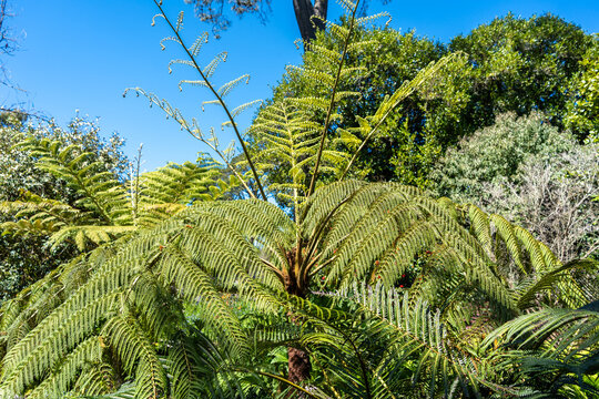 Lush green tree ferns under a bright blue sky