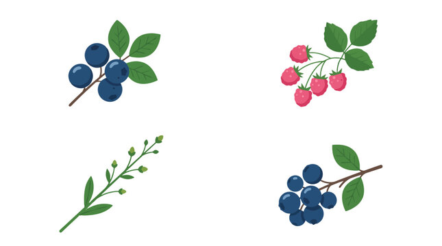 Set of hand drawn illustrations of forest berries including blueberries and raspberries with green leaves on white background.