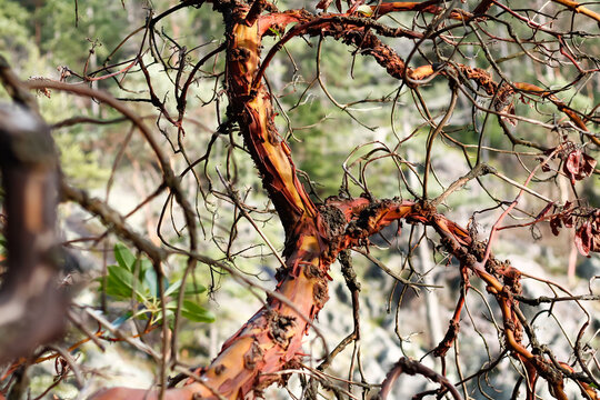 Arbutus Tree Bark And Branches
