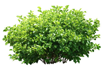 Obraz premium Lush, rounded, green shrub with dense foliage on a transparent background