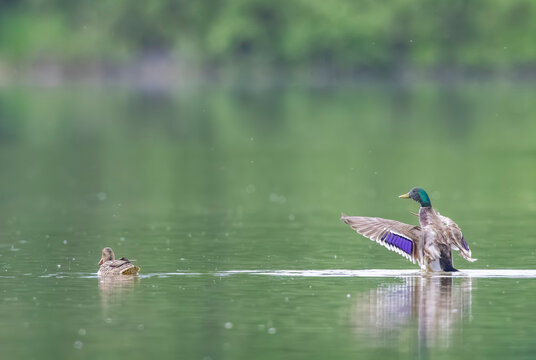 Mallard duck flapping wings on Lomnice nad Luznici pond