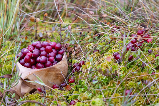 Cranberries