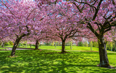 Fototapeta premium Soft pink cherry blossoms