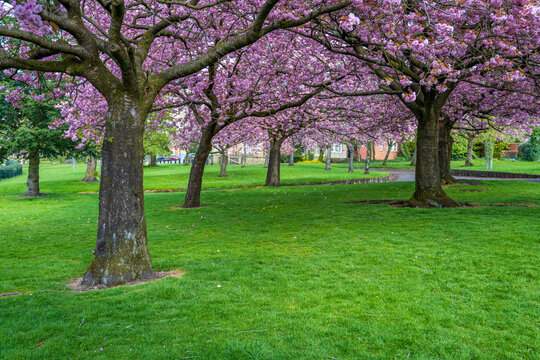 Soft pink cherry blossoms