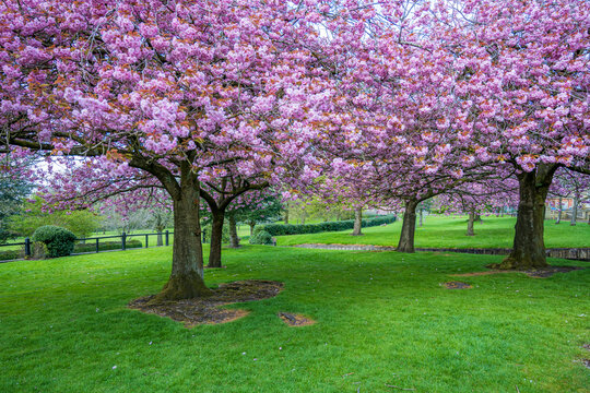Soft pink cherry blossoms