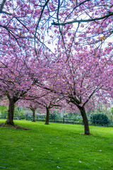 Fototapeta premium Soft pink cherry blossoms