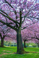 Fototapeta premium Soft pink cherry blossoms