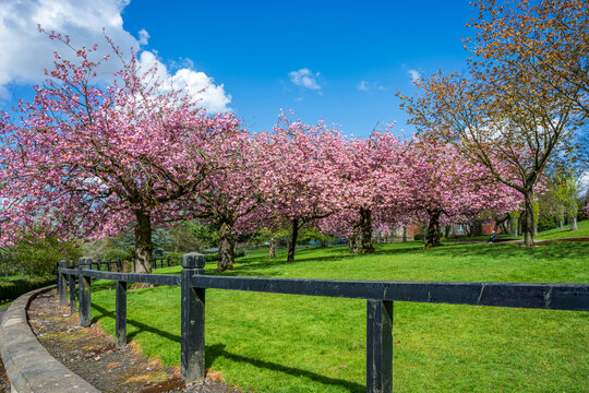 Soft pink cherry blossoms