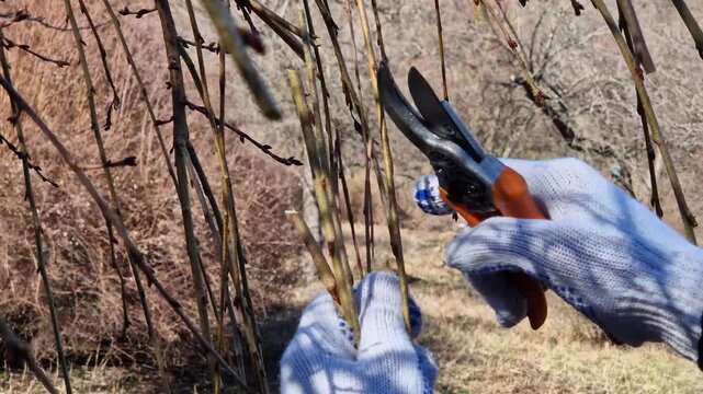 A hand in a garden glove cuts a thin tree branch with a sharp metal pruner. Spring garden work, tree care in the garden. Pruning trees in spring with garden pruners.