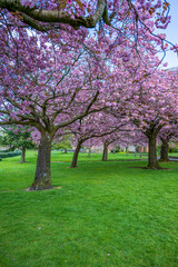 Fototapeta premium Soft pink cherry blossoms